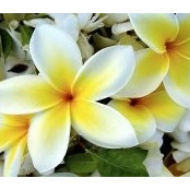 Foto von Tahitian Mist
