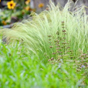 Colorful front yard, dog friendly backyard.