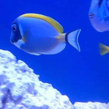 250 gallon Saltwater - Retirement Community Aquarium