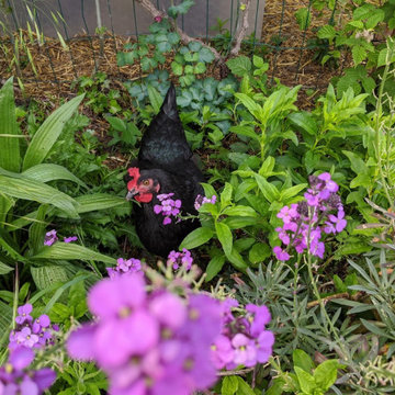 Potager en Permaculture