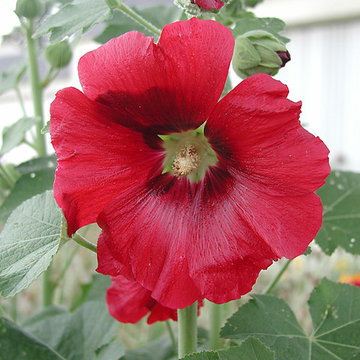 Rose Trémière