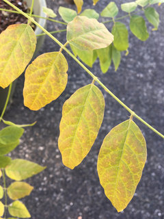 wisteria sinensis glycinie Wisteria Sinensis main image 0
