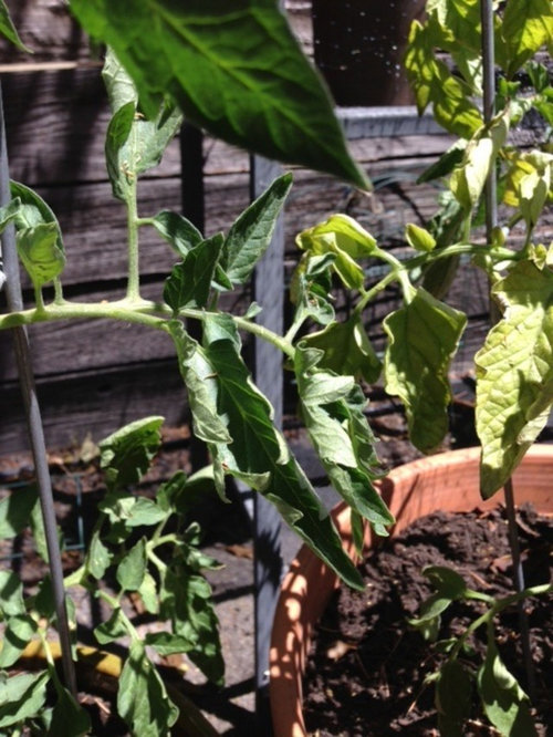 Curling Yellowing Tomato Leaves