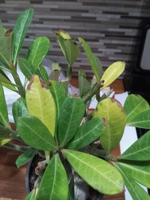 Leaves Turning Brown On Adenium
