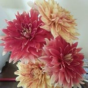 Kathy Celerさんの写真