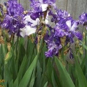 Nancy Mikesell's photo
