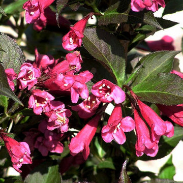 Shining Sensation™ Weigela Weigela 'Bokrashine'
