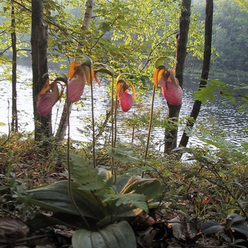 Neutral pH Controlled Watertable for Native Hardy Orchid