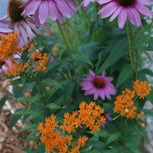 Container planting