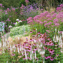 Plant Combinations