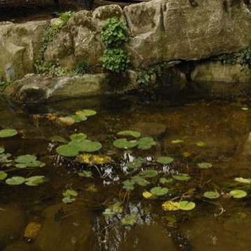 Pondscapes