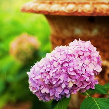 fleurs...