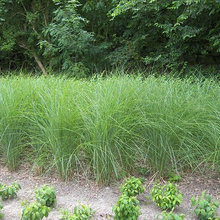 plant possibilities