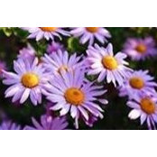 Toni Barr's photo