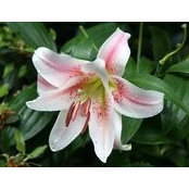 Lisa Brubacher's photo