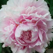 Joanne Fehr's photo