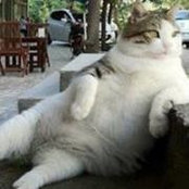 Ten Catss foto