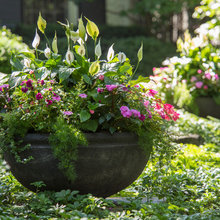 Garden Beauty and Landscapes