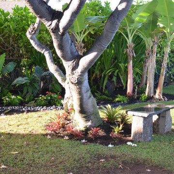 Tropical Oasis