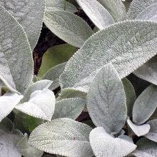 Plants