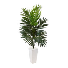 tropical rob