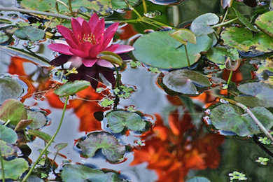 September Rose Water Lily 1