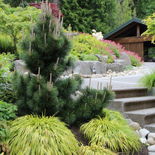 conifers