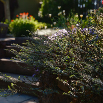 Glorious Oakland Garden