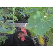 Denise Papin's photo