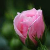 Catherine McDonald's photo