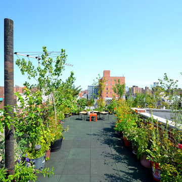 UMBRELLA HOUSE ROOFTOP GARDEN