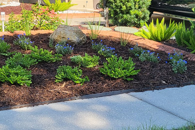Inspiration for a tropical landscaping in Tampa.