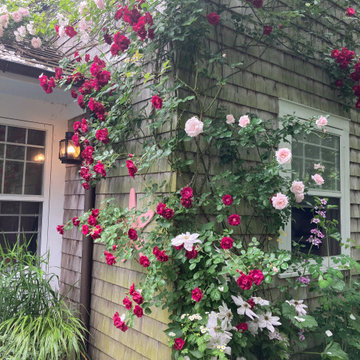Climbing Roses, Water Mill, NY