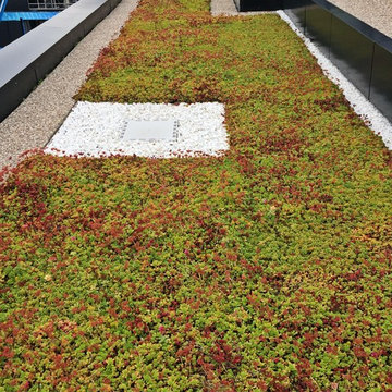 Central Library Green Roof - Halifax, NS