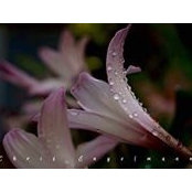 Melissa Clementson's photo