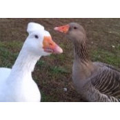 Foto von Billsn Beaks