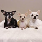 Diann Shepard's photo