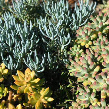 Modern & Drought Tolerant Landscape in Banker's Hill
