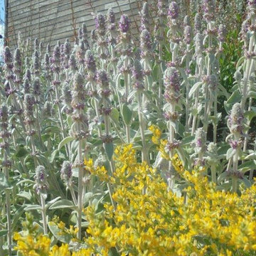 CREATION D'UN MASSIF DE PLANTES VIVACES