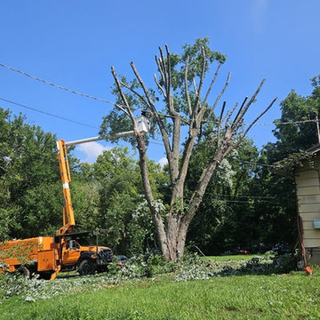 Stump Grinding