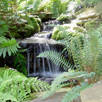 Woodland garden 1