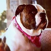Foto von Bull Winkle