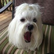 Lisa Monje Tibbetts's photo