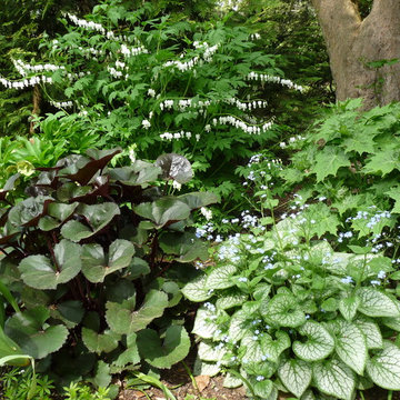 Brookline Borders