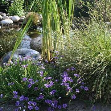 Fairlands Back, California Natives and Edibles