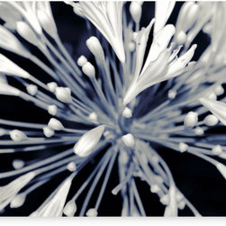 Canvas prints- "White Agapanthus" - Fine Art Prints