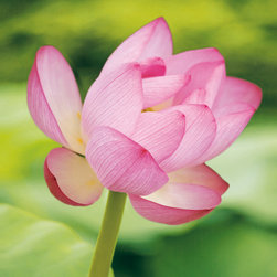 Platin Art's Deco Glass Wall Decor- Lotus Bloom - Wallpaper