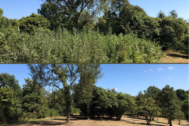 Land Clearing