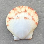 Melissa Fawcett's photo