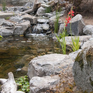 Ecosystem Ponds